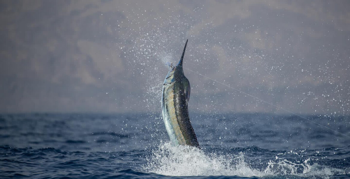 Sport Fishing Cape Verde