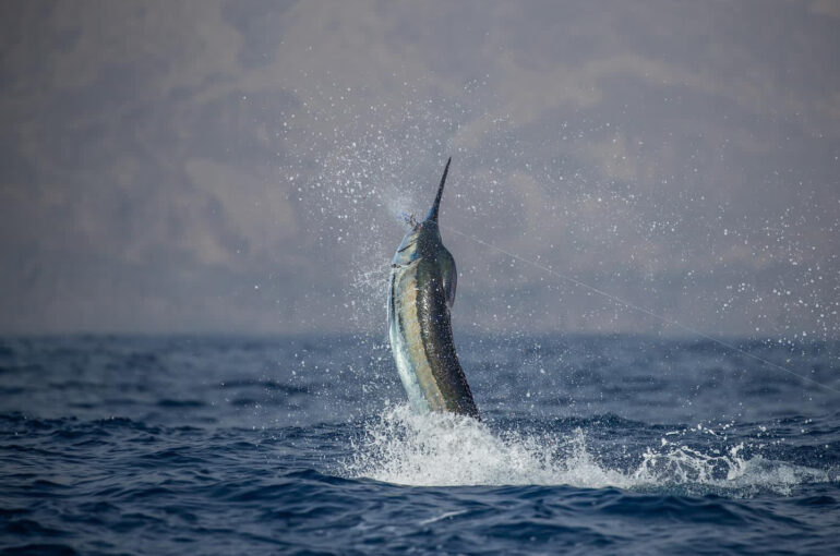 Best Marlin Fishing Spots in Cape Verde