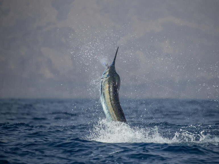 Cape Verde Fishing Made Easy: Choosing the Right Charter