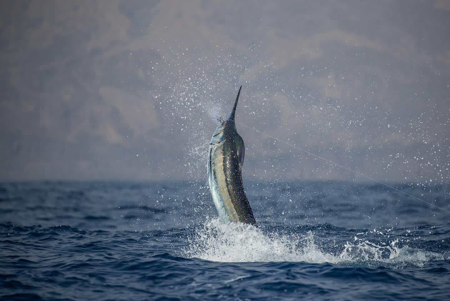 Cape Verde Fishing Made Easy: Choosing the Right Charter