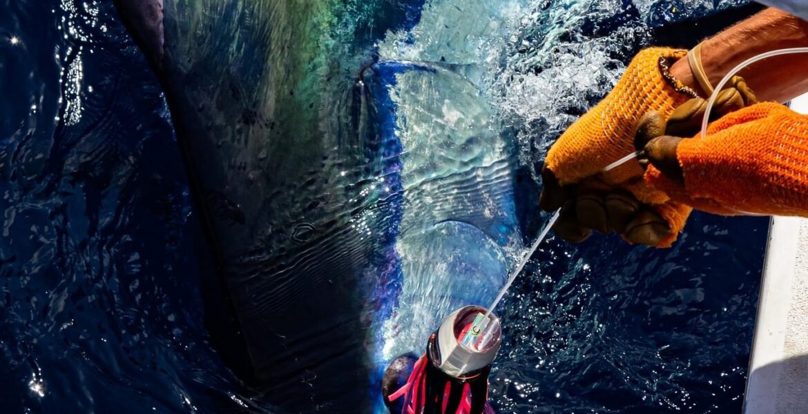 Cape Verde Fishing Trips