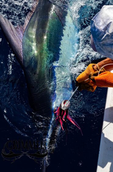 Cape Verde Fishing Trips