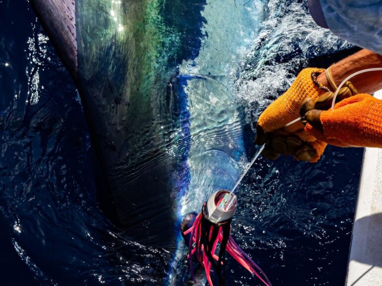 Best Time to Fish in Cape Verde