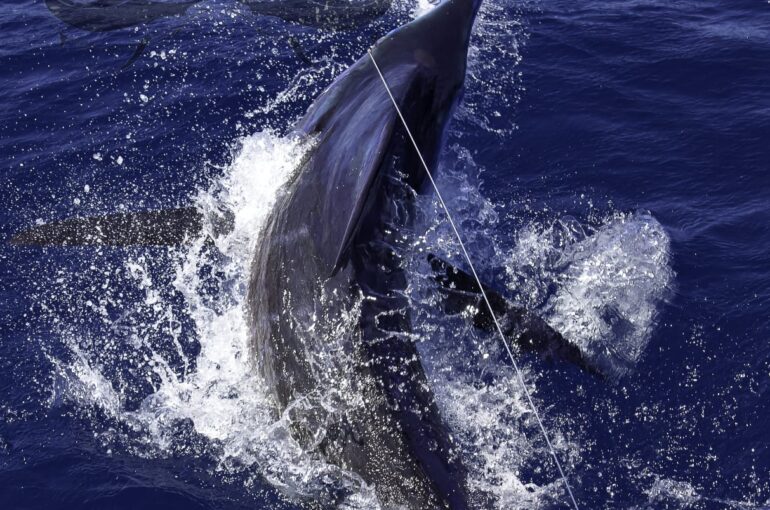 Best fishing spots Cape Verde