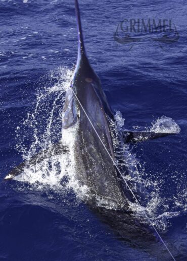 Cape Verde fishing trips