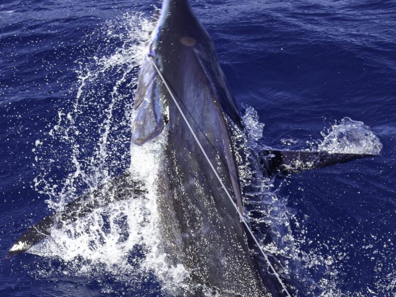 Cape Verde fishing trips