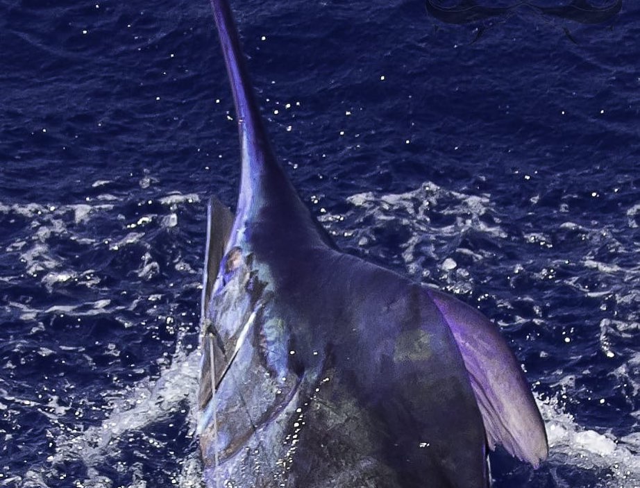 Cape Verde Fishing Deals