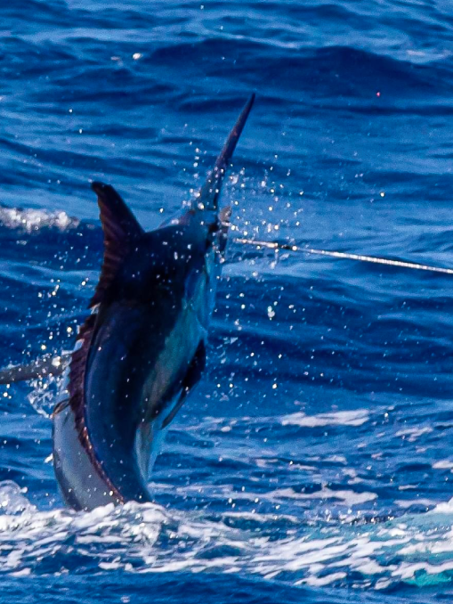 Cape Verde Deep-Sea Fishing