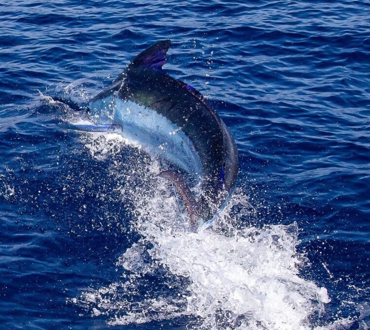 marlin-fish-cape-verde