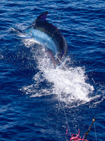 Sport Fishing Cape Verde