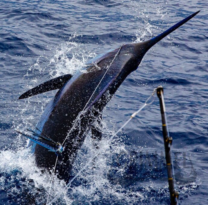 marlin-fishing-cape-verde