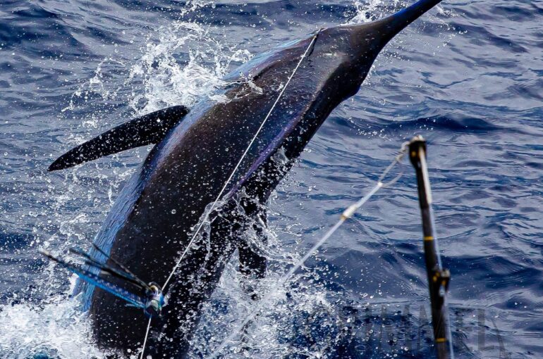 Cape Verde Offshore Fishing