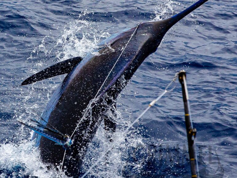 Cape Verde Offshore Fishing