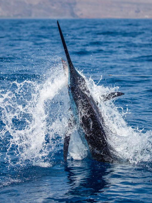 Cape Verde Offshore Fishing