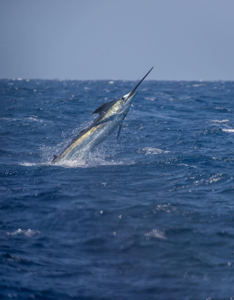 marlin-fishing-service-cape-verde (1)