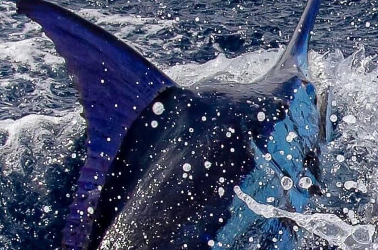 Cape Verde Fishing Experiences
