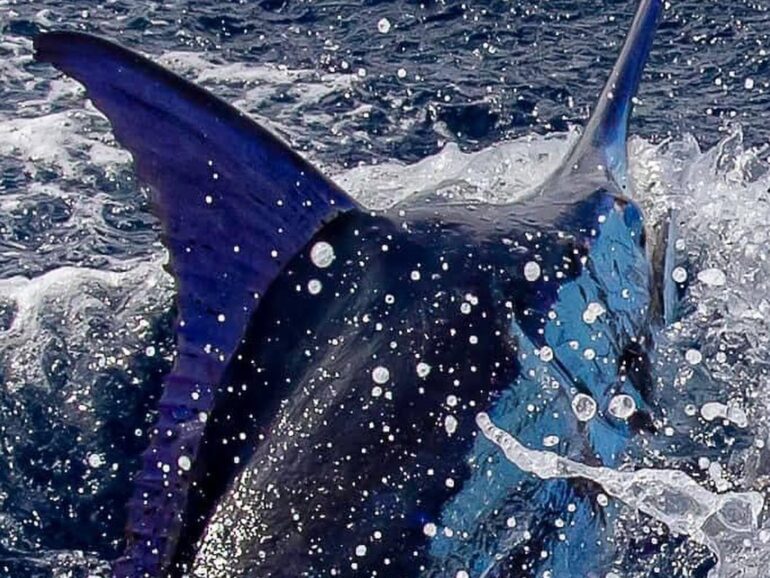 Cape Verde Fishing Experiences