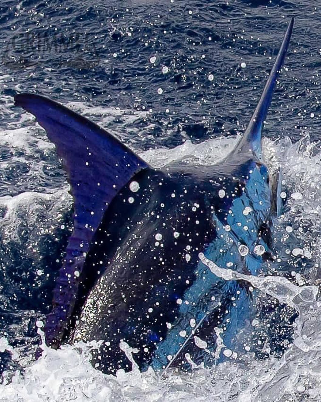 Cape Verde Fishing Experiences