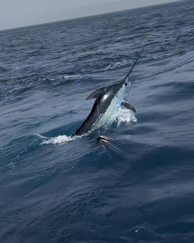 Big Game Fishing Cape Verde Guide
